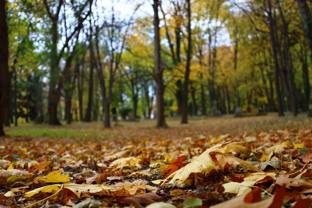 Jesienna aura utrzyma się w Rzeszowie? Listopad nas zakoczy