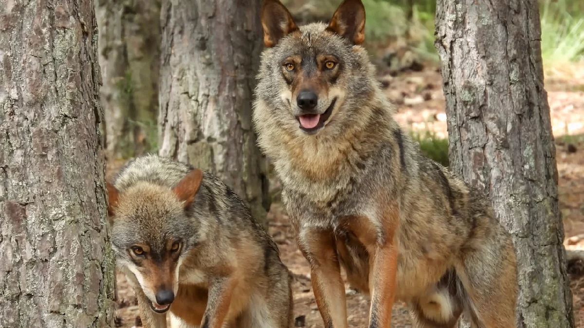 Będą płoszyć, nie będą strzelać. Powiat rzeszowski ma problem z wilkami