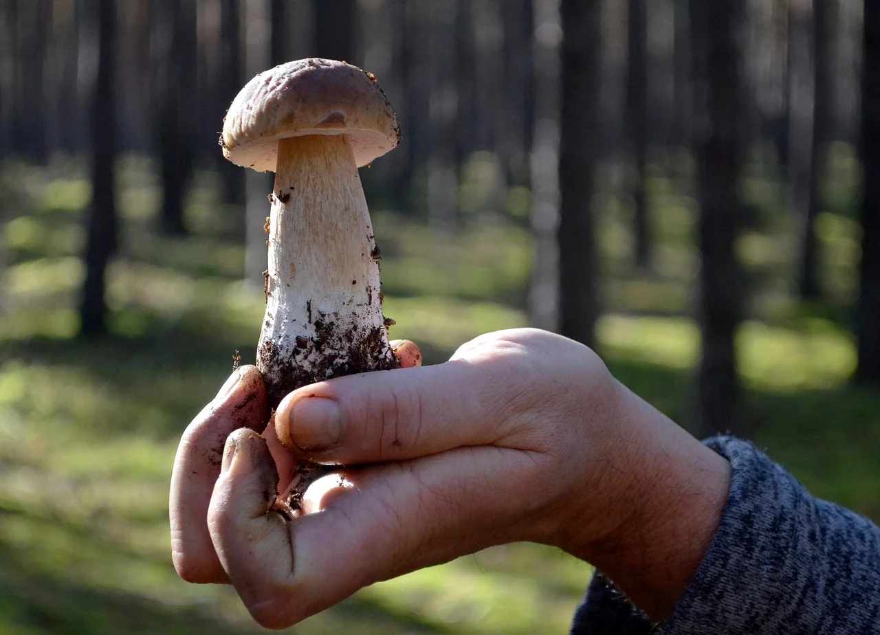 Pierwszy wysyp grzybów 2025 na Podkarpaciu – borowiki, podgrzybki i kurki już w lasach