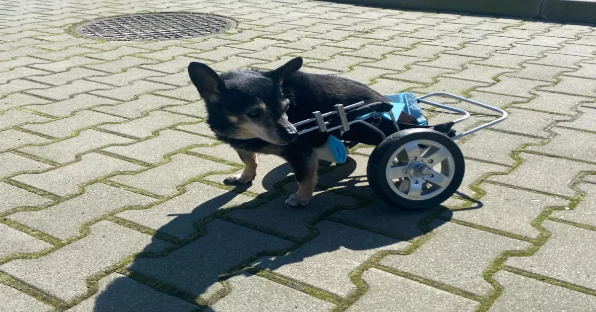 Nie dla wszystkich Boże Narodzenie będzie radosne. Te pieski i kotki wciąż czekają na kochający dom w rzeszowskim schronisku
