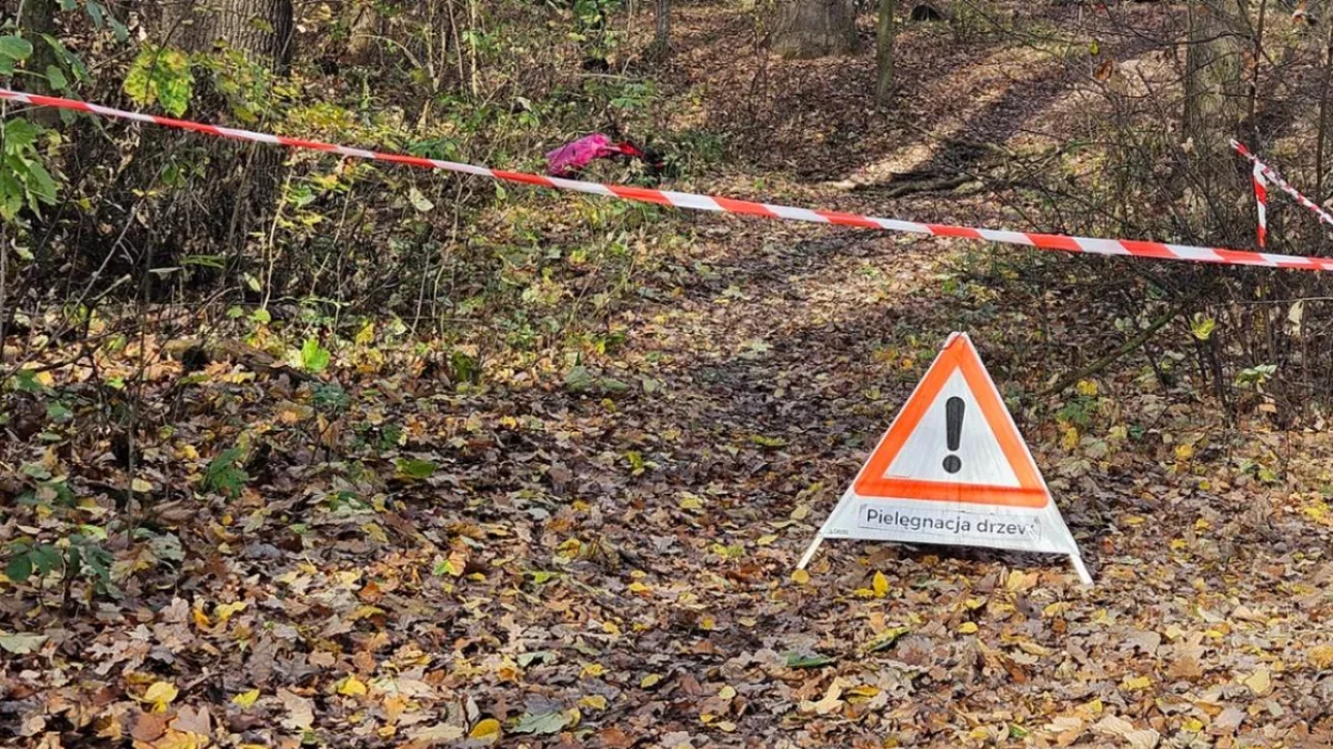 Na Lisiej Górze w Rzeszowie ma zostać wyciętych ponad 700 drzew? W tym miejscu może powstać duża inwestycja przemysłowa.