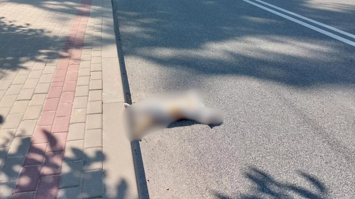 Wolno chodzące koty w Rzeszowie i powiecie rzeszowskim – problem, który wymaga rozwiązania