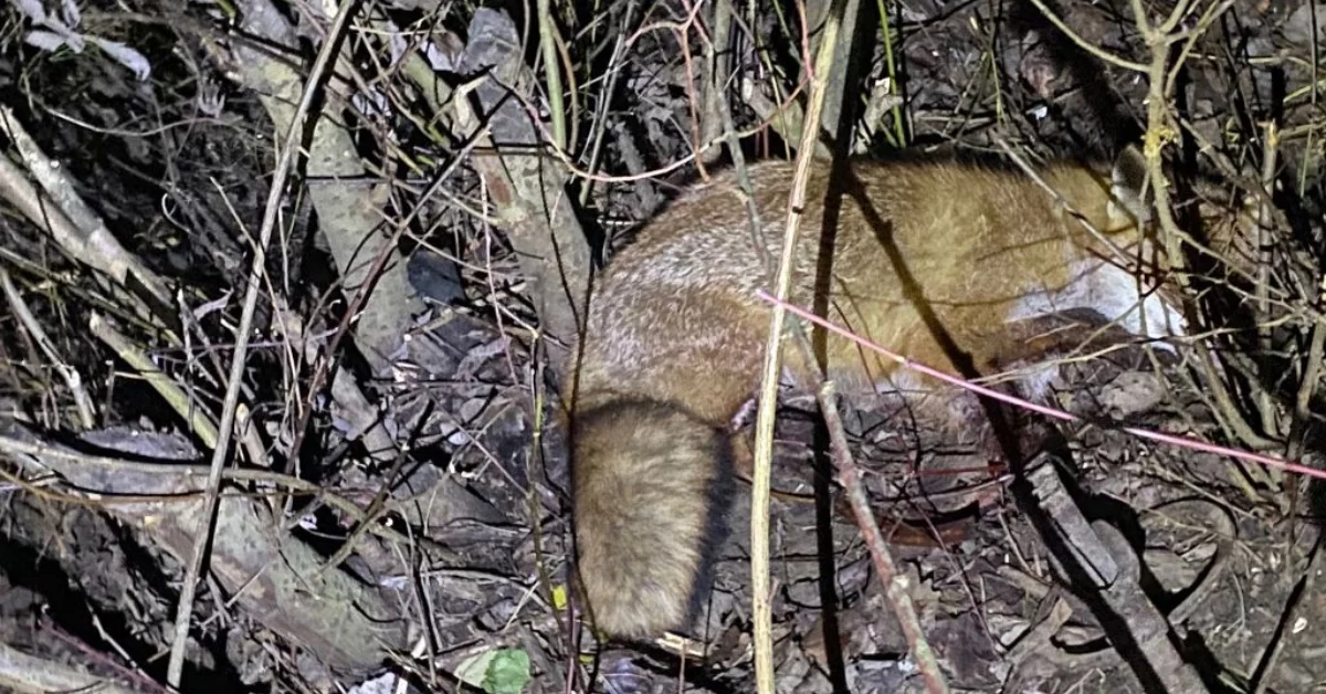 Mały i niewinny lis wpadł w pułapkę i nie mógł się wydostać. Na ratunek ruszyli policjanci [ZDJĘCIA]