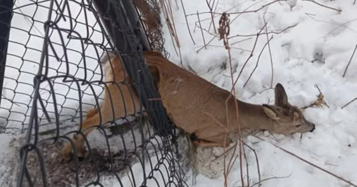 Ta sarenka wpadła w niemałe tarapaty! Na miejscu interweniowała straż pożarna [ZDJĘCIA]
