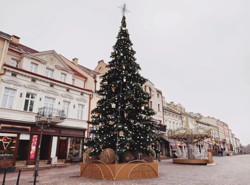 Gdzie i za ile kupić choinkę na święta w Rzeszowie? Sprawdzamy
