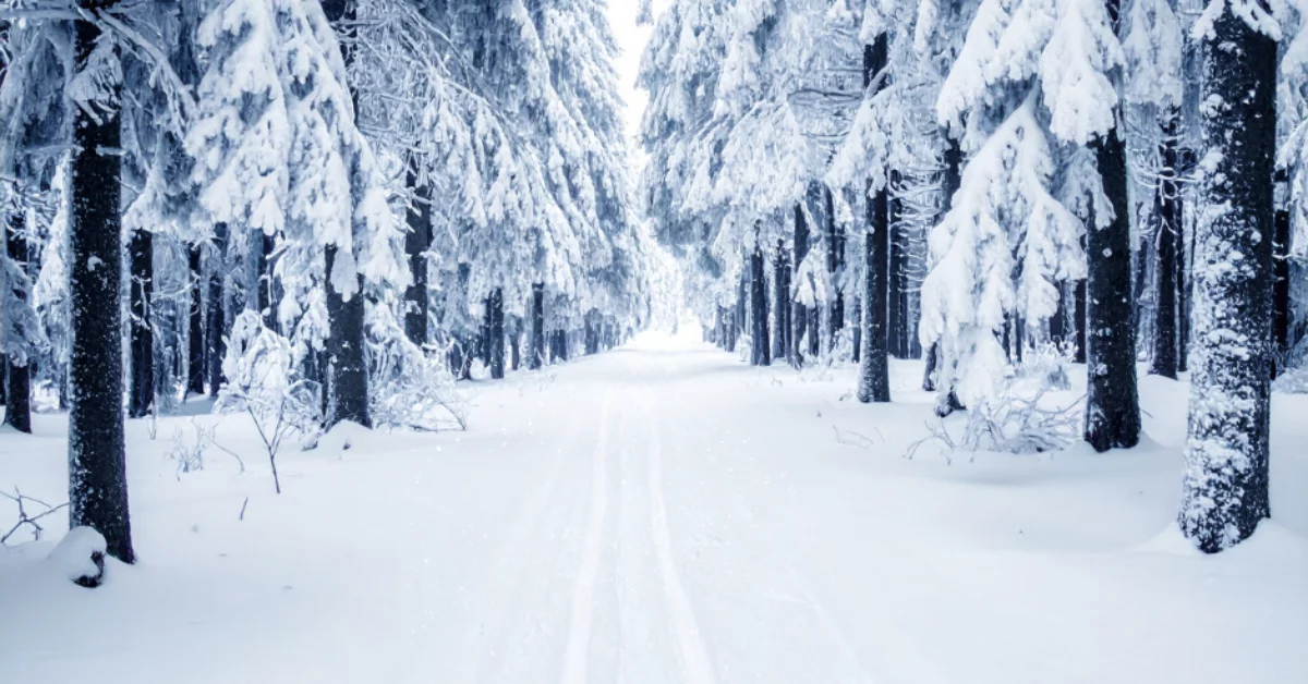 Ograniczenie wstępu do lasów na Podkarpaciu. Groźna choroba zwierząt ASF