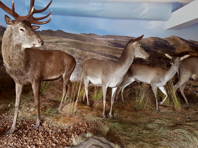 Bieszczady na majówkę - muzeum przyrodnicze