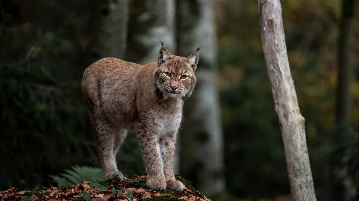 To prawdziwa wizytówka Bieszczadów. Największy europejski kot żyje właśnie na tym terenie