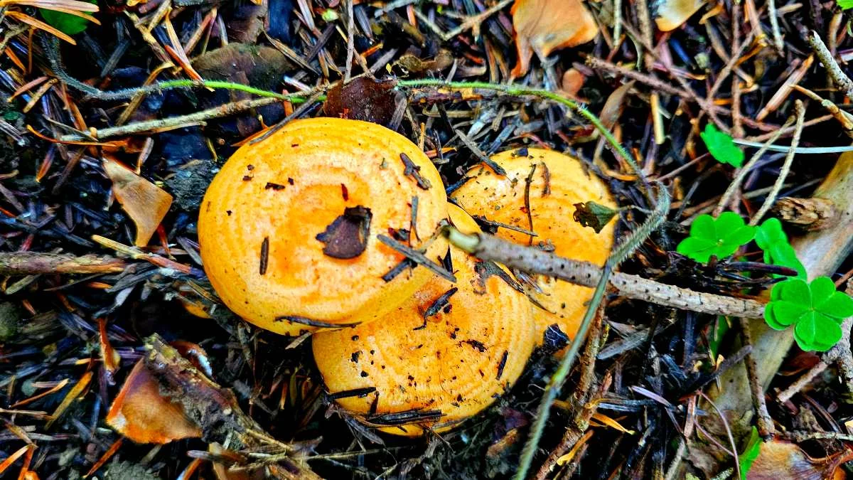 Grzybobranie w Bieszczadach. Jak rozpoznać rydze i uniknąć pomyłek podczas jesiennych zbiorów