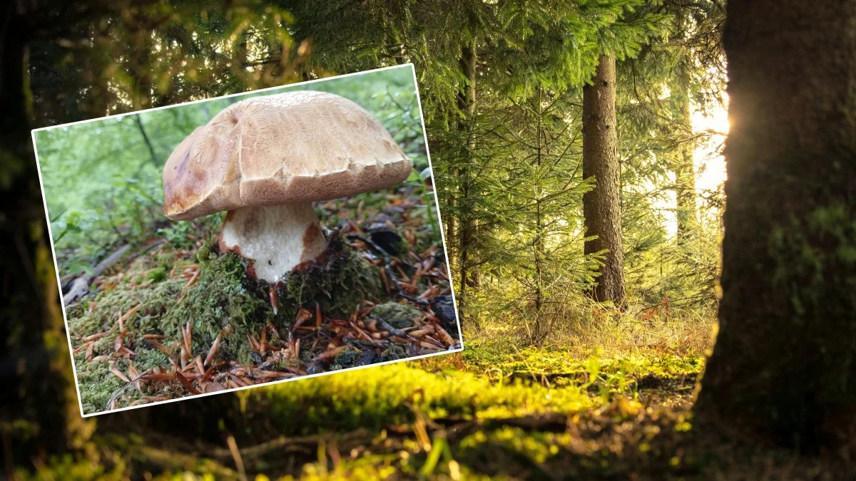 Stało się! Po raz pierwszy do takiego odkrycia doszło w Bieszczadach