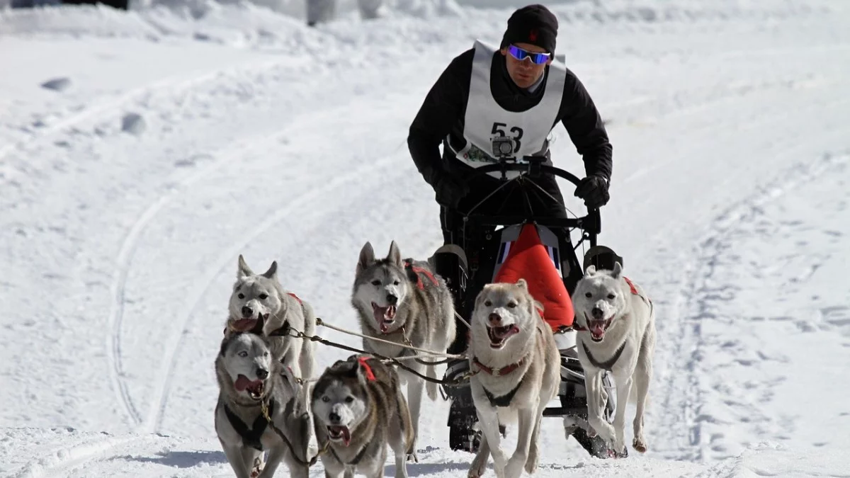 Kultowy wyścig psich zaprzęgów ponownie w Bieszczadach. To nie będzie zwykła impreza