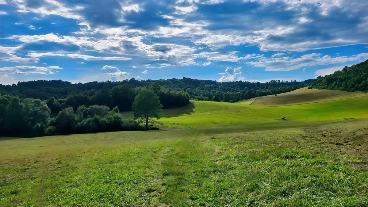 Grota w Rosolinie – bieszczadzka tajemnica w cieniu starych drzew