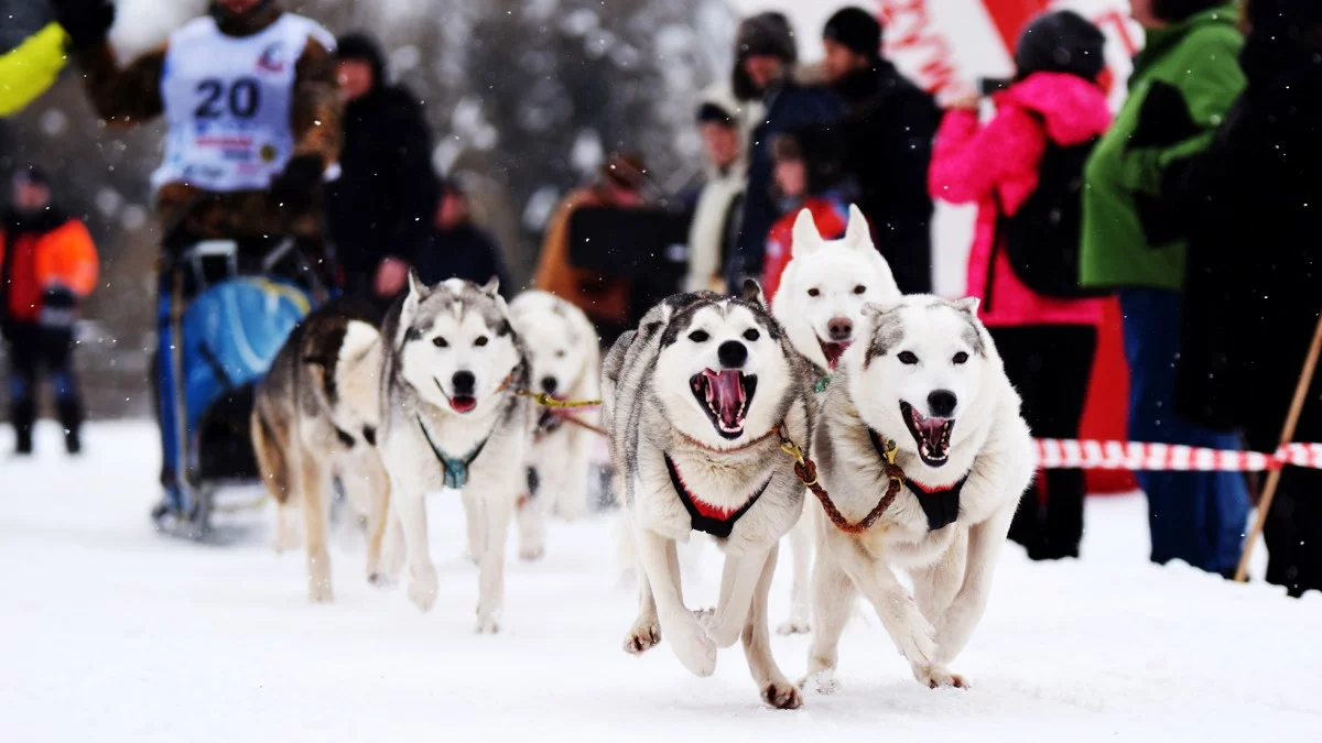Wyścigi psich zaprzęgów w Bieszczadach. Zmieniono lokalizację imprezy