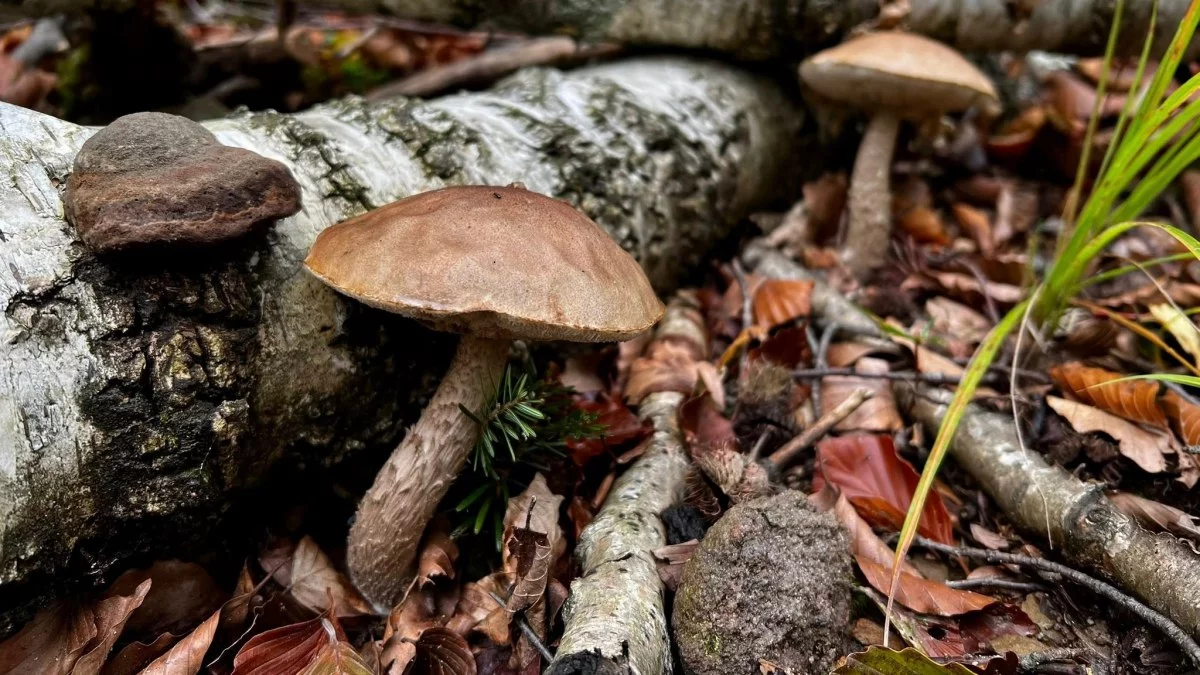 W bieszczadzkich lasach pojawiają się grzyby. To trzeba wiedzieć, zanim wejdziesz do lasu