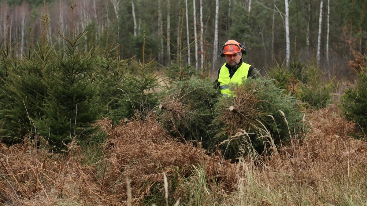 Naturalne choinki z lasów w Bieszczadach. Ile trzeba zapłacić za świąteczne drzewko?