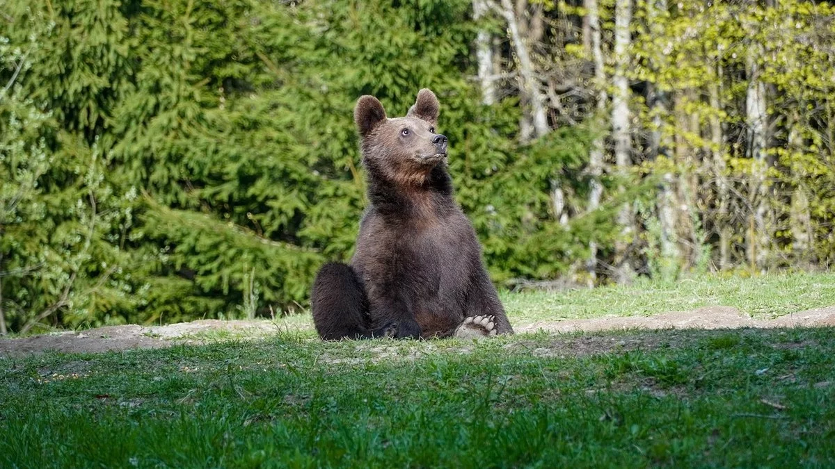 Częste spotkania z niedźwiedziami w Bieszczadach. Kazimierz Nóżka tłumaczy, dlaczego tak się dzieje