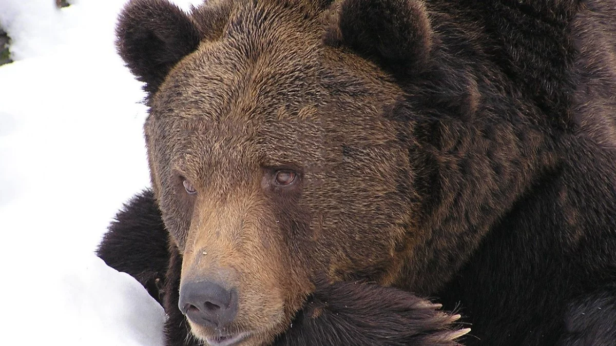 Niedźwiedzie w Bieszczadach łamią zimową rutynę. To zaskakuje