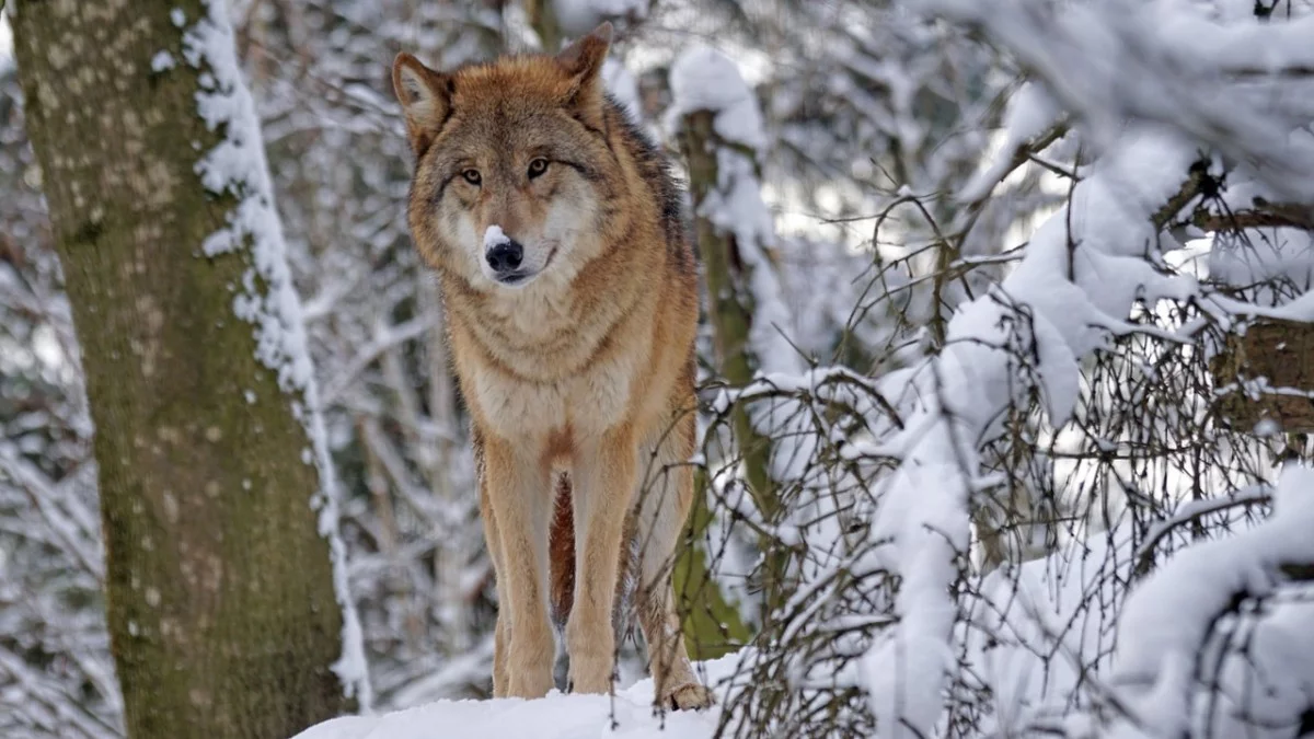 Gmina w Bieszczadach wystąpiła o odstrzał wilków. Jest decyzja w sprawie