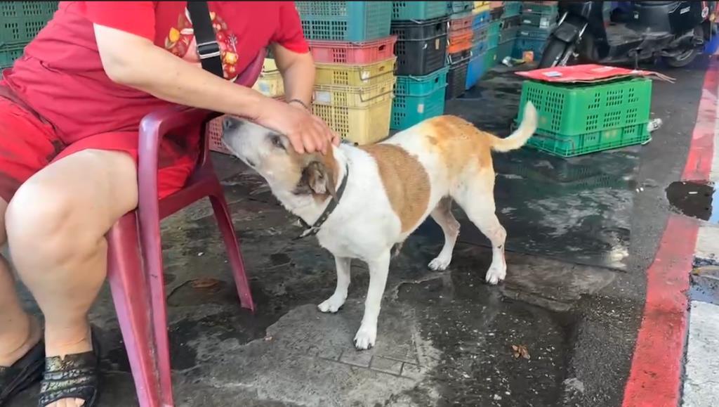 走失的愛犬來福在市場周邊被尋獲，雖然腳部疑似受傷，但看到主人仍開心搖尾巴討摸撒嬌。翻攝畫面