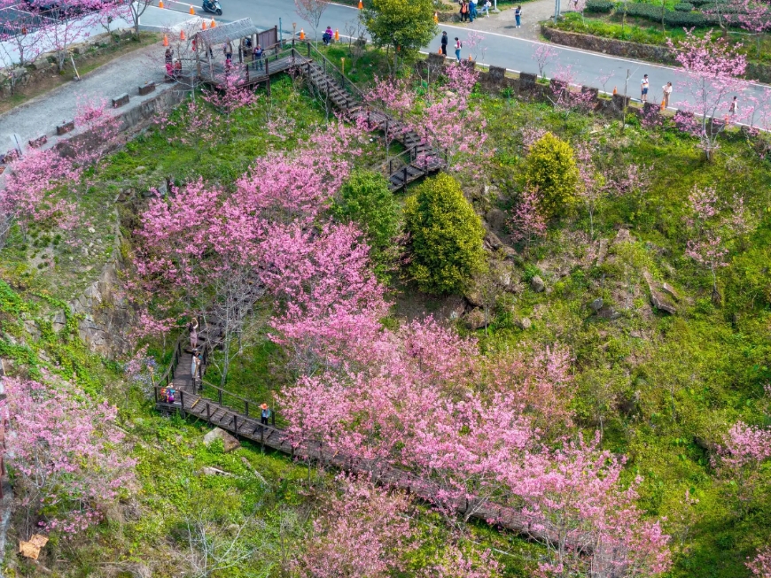 ▲石棹「櫻之道」春櫻盛開，粉色櫻花沿著木棧步道綻放，旅人穿梭其間，構成層層山林中的浪漫賞櫻風景。嘉義縣光觀局提供