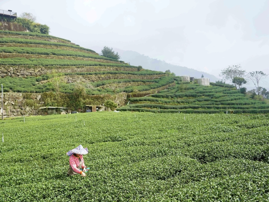 ▲阿里山茶區層層茶園綿延山坡，茶農於翠綠茶樹間採茶作業，展現高山茶產業與山林景觀交織的日常風景。嘉義縣光觀局提供