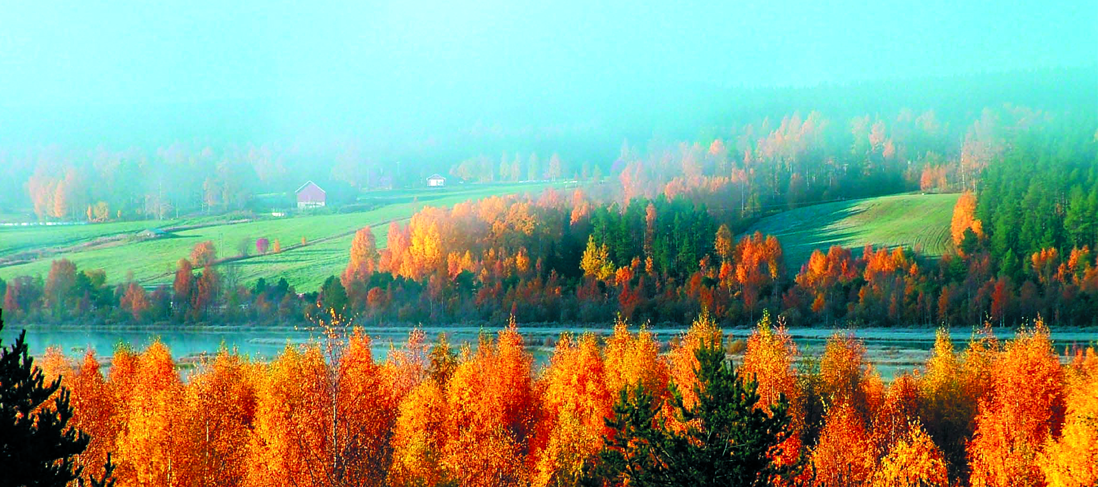 Treehotel-Sweden-Nature.jpg.jpg