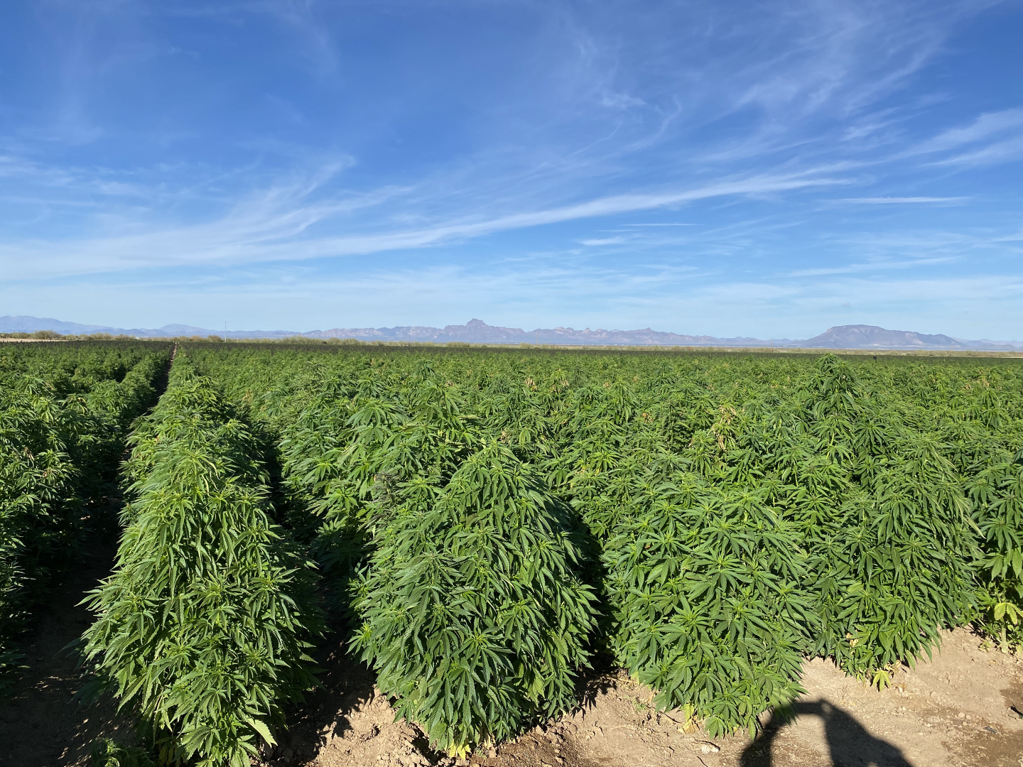 Botanic Bioplastics Pty Ltd Hempbased bioplastics made to degrade