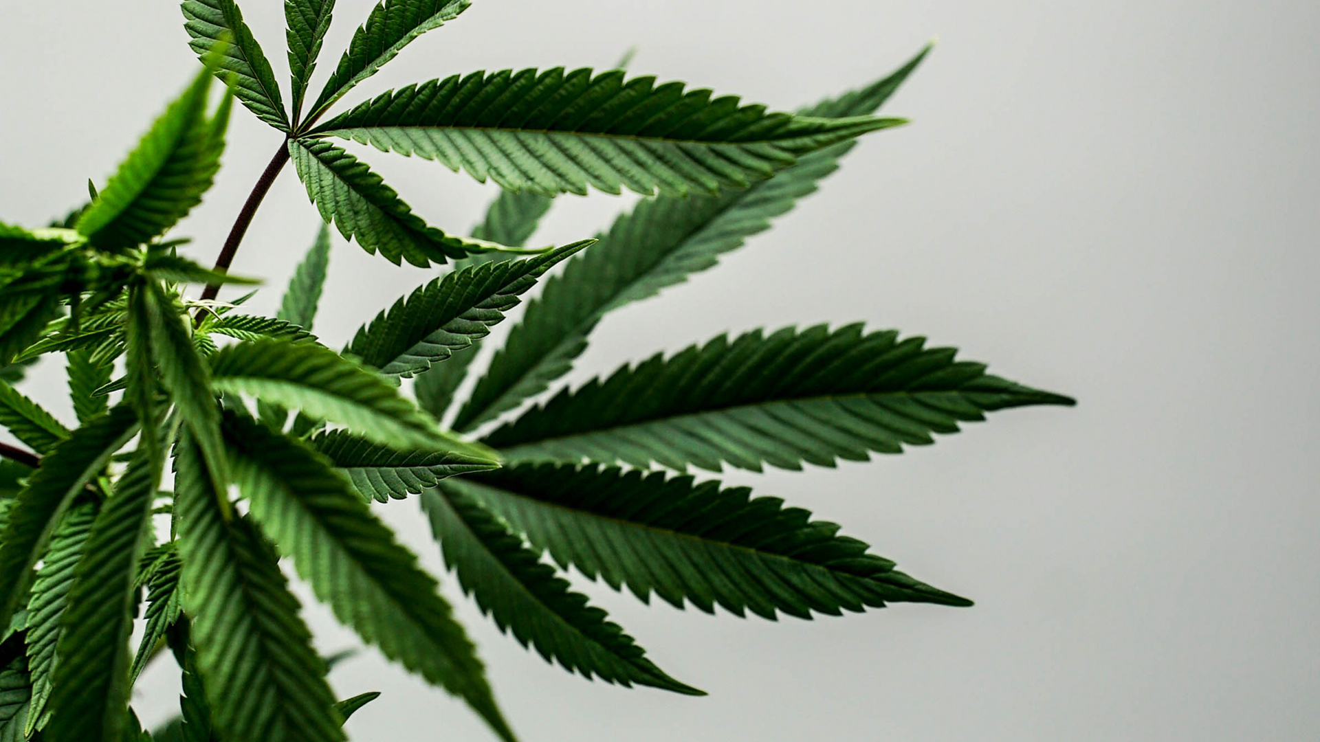 Medigrowth Australian medicinal cannabis