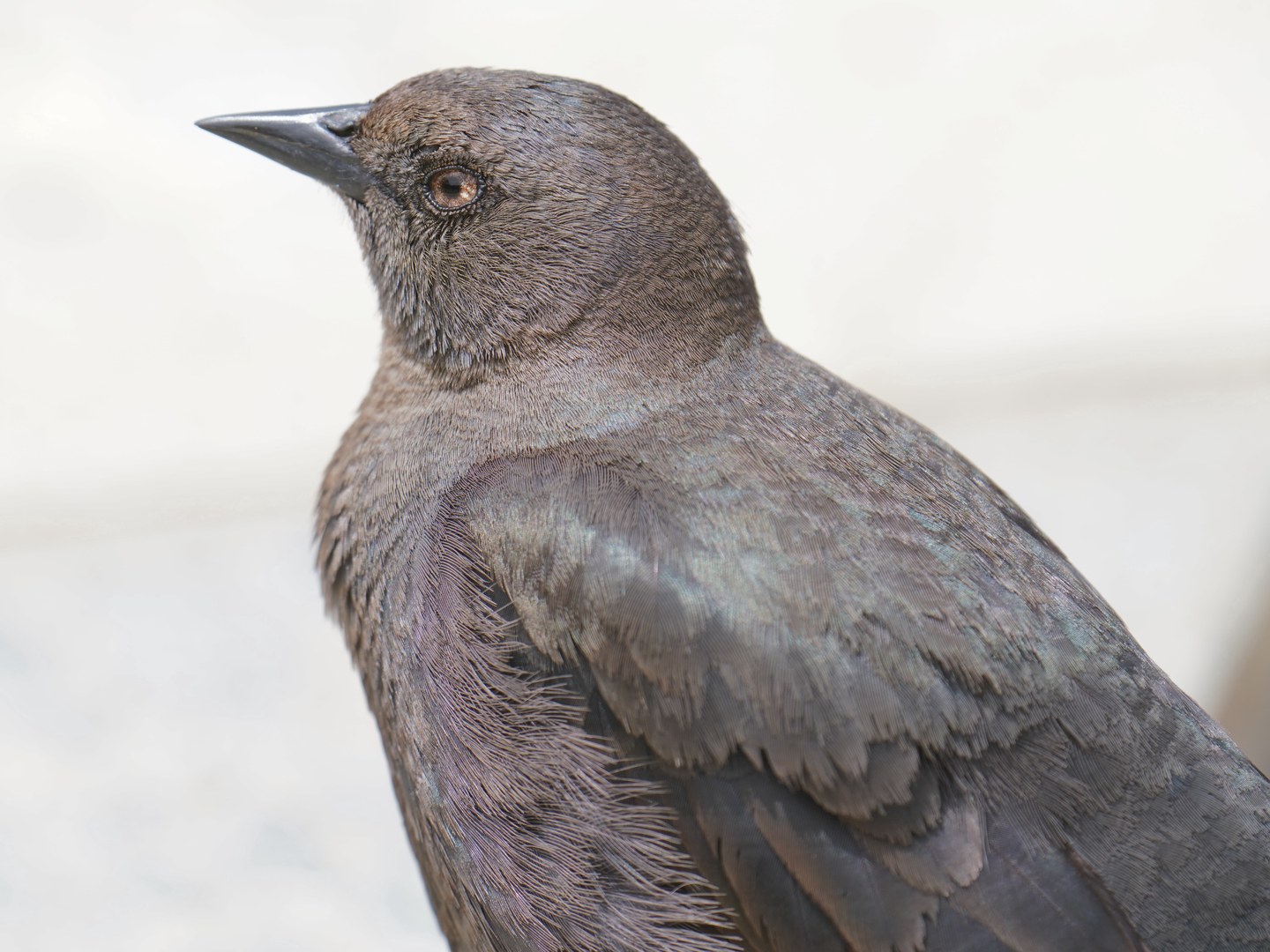 Brewer's Blackbird at June Lake Beach