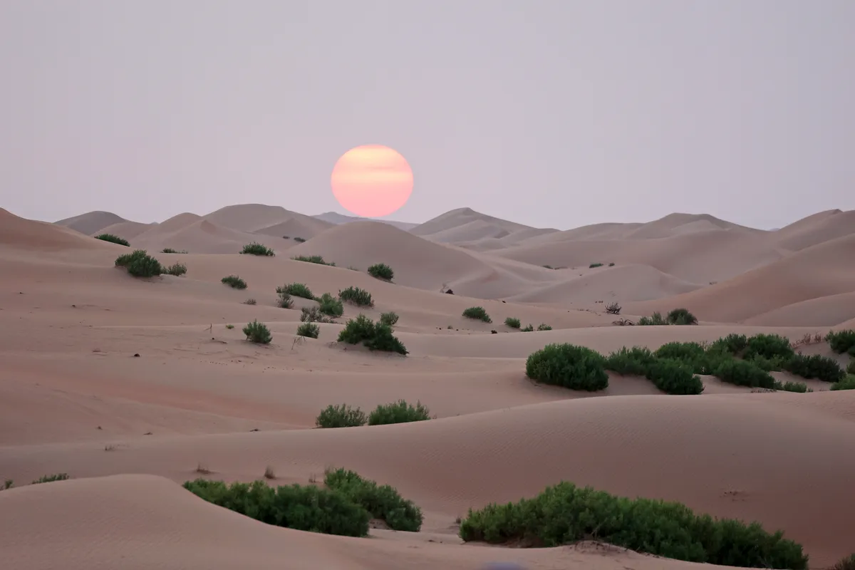 Clement - Eurasian Chaffinch