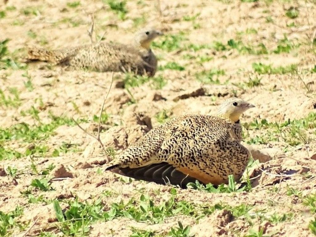 Птицы узбекистана названия фото
