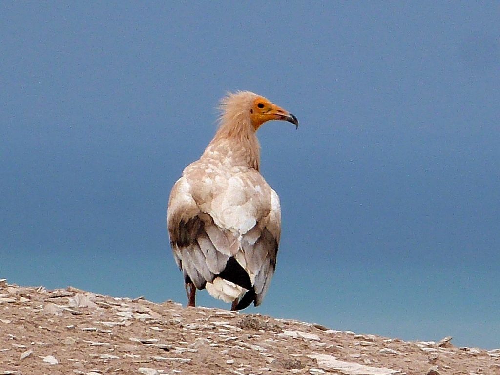 Птицы узбекистана названия фото