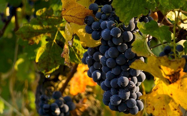 Nebbiolo da Barolo