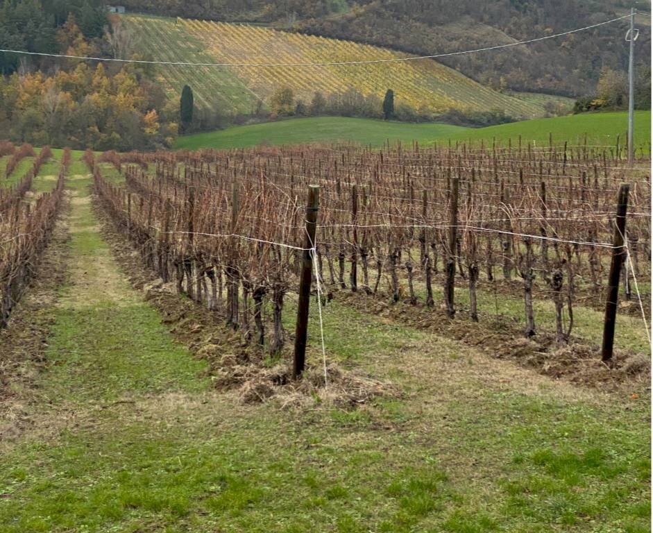 Terreno agricolo in vendita a Imola