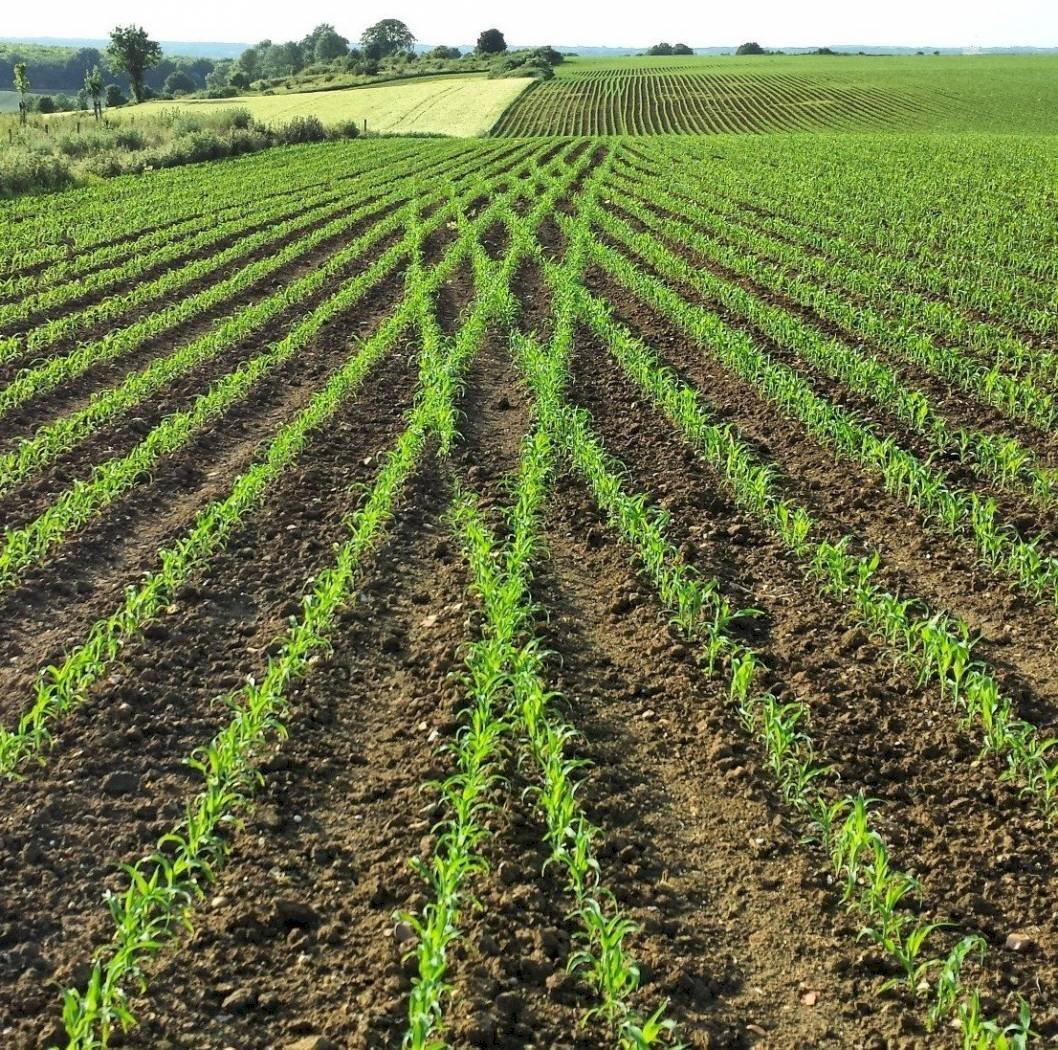 TERRENO AGRICOLO