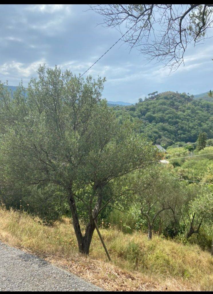 Vendita Terreno agricolo Albisola Superiore