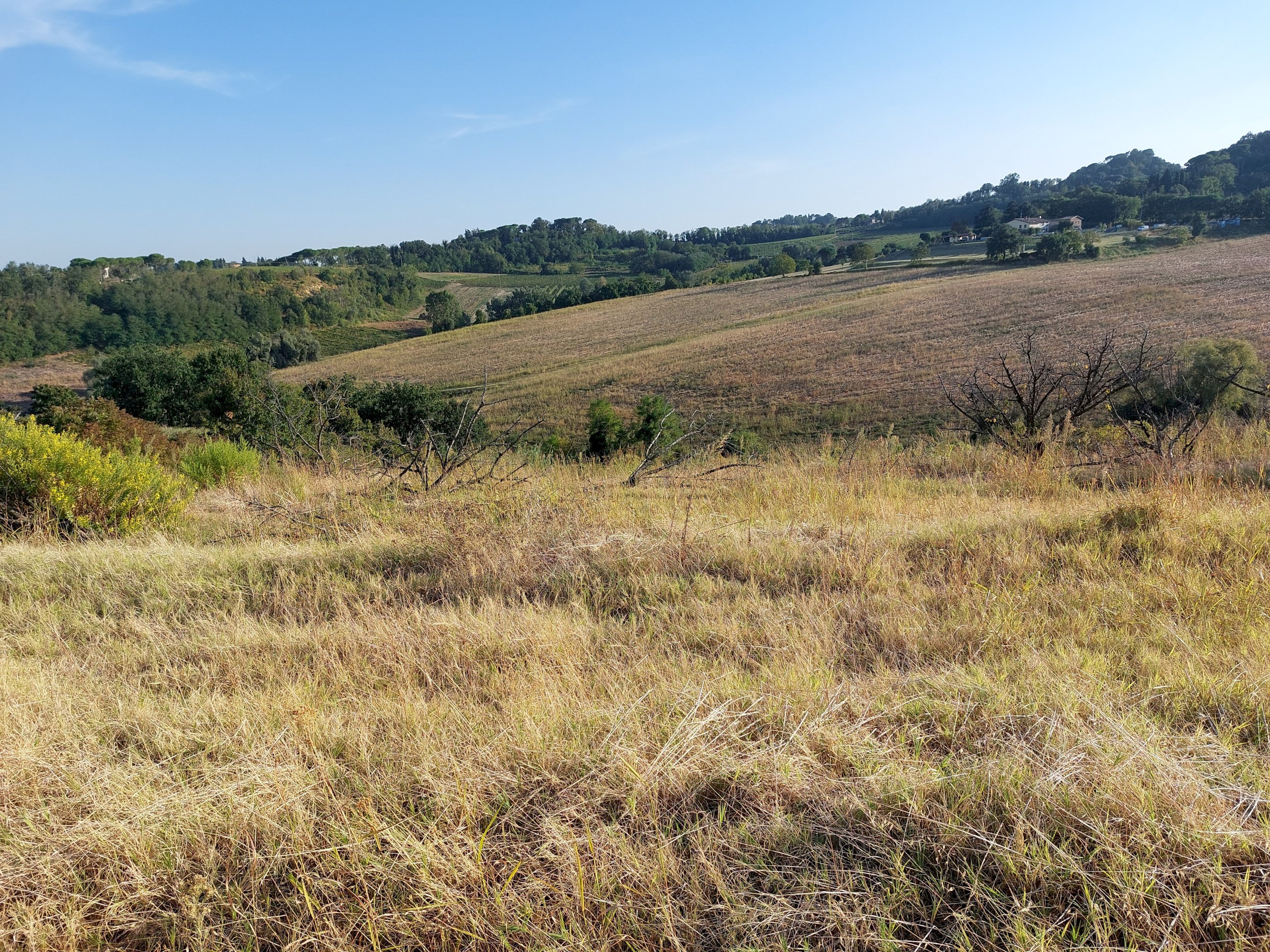 CASTEL BOLOGNESE terreno agricolo