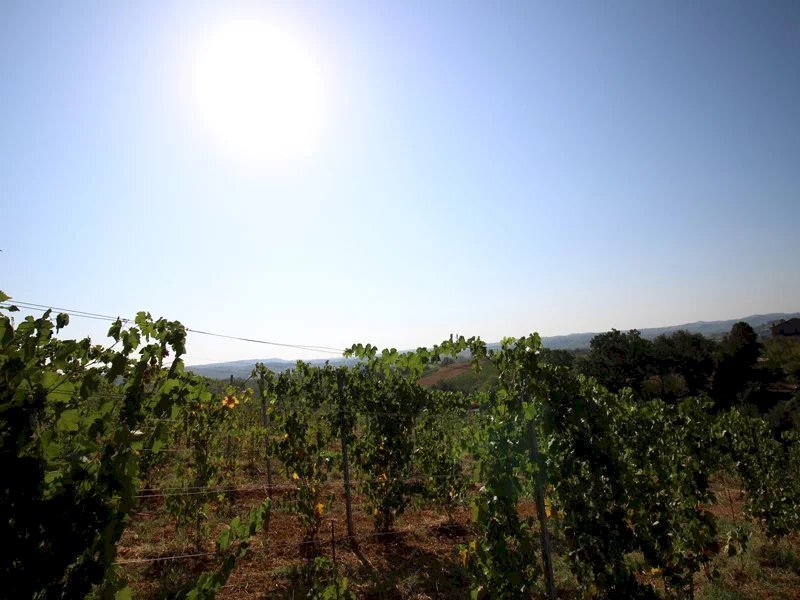 Vigneto Bio di Barbera di 2ha nella zona del Nizza Monferrato