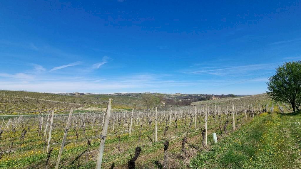 REF 477 Casale con vigneti in posizione panoramica