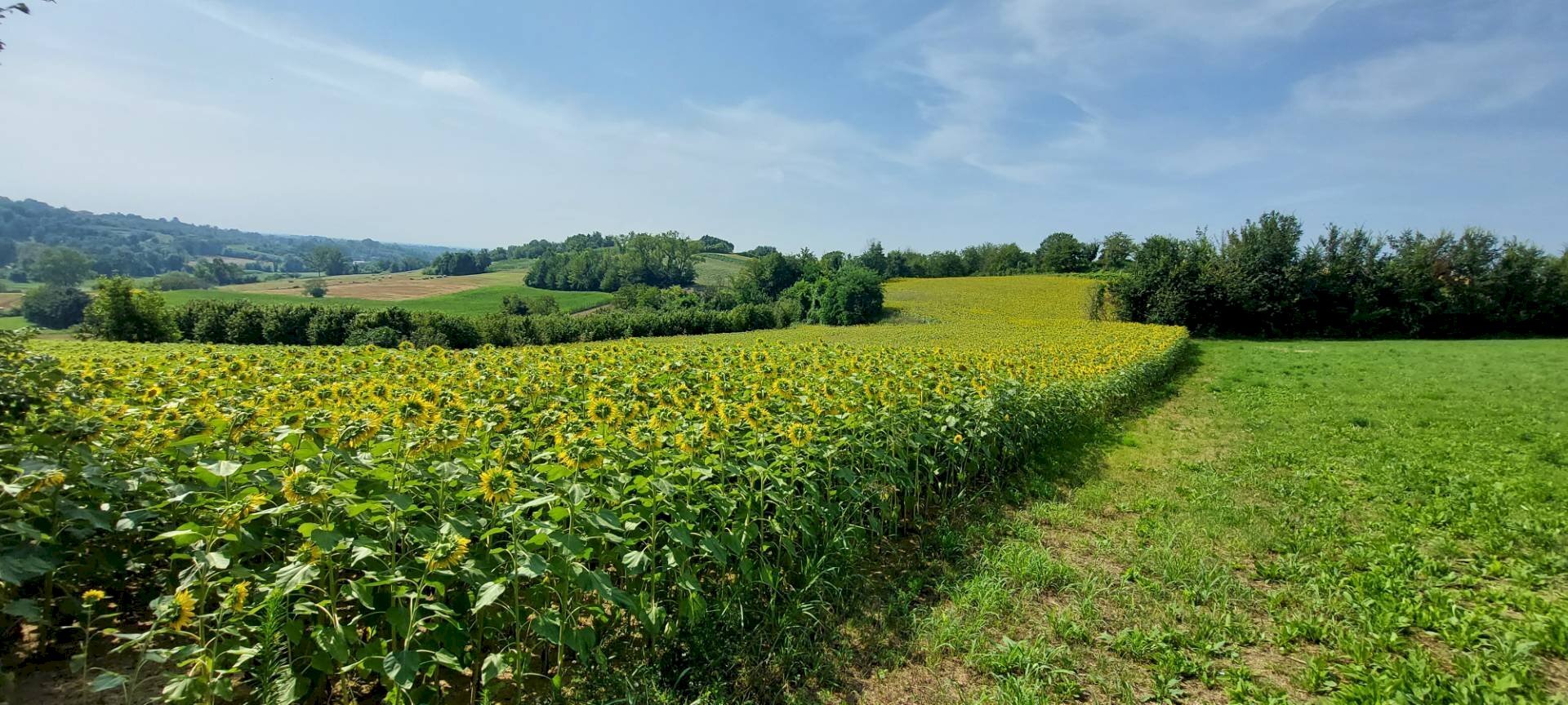 immagine annuncio 1 di 9