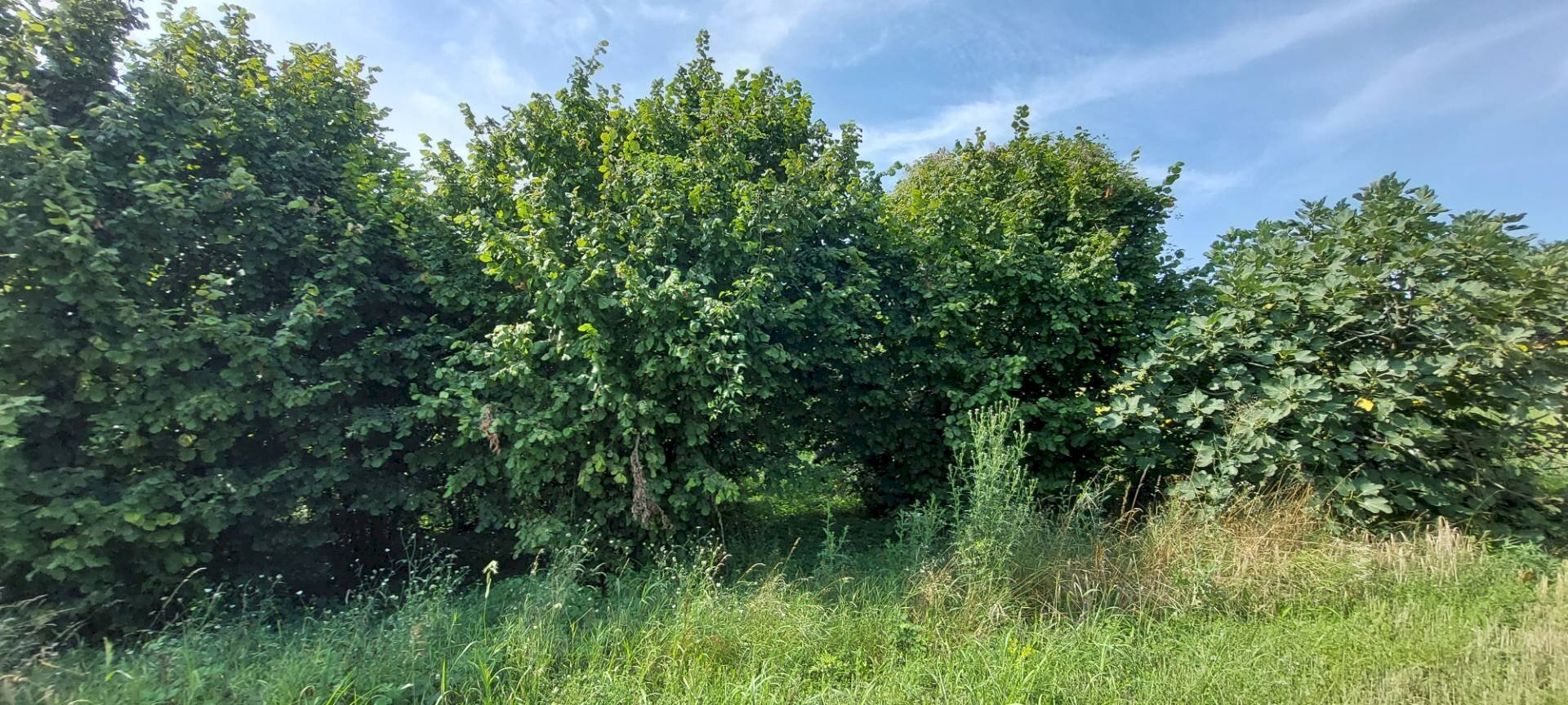 immagine annuncio 6 di 9