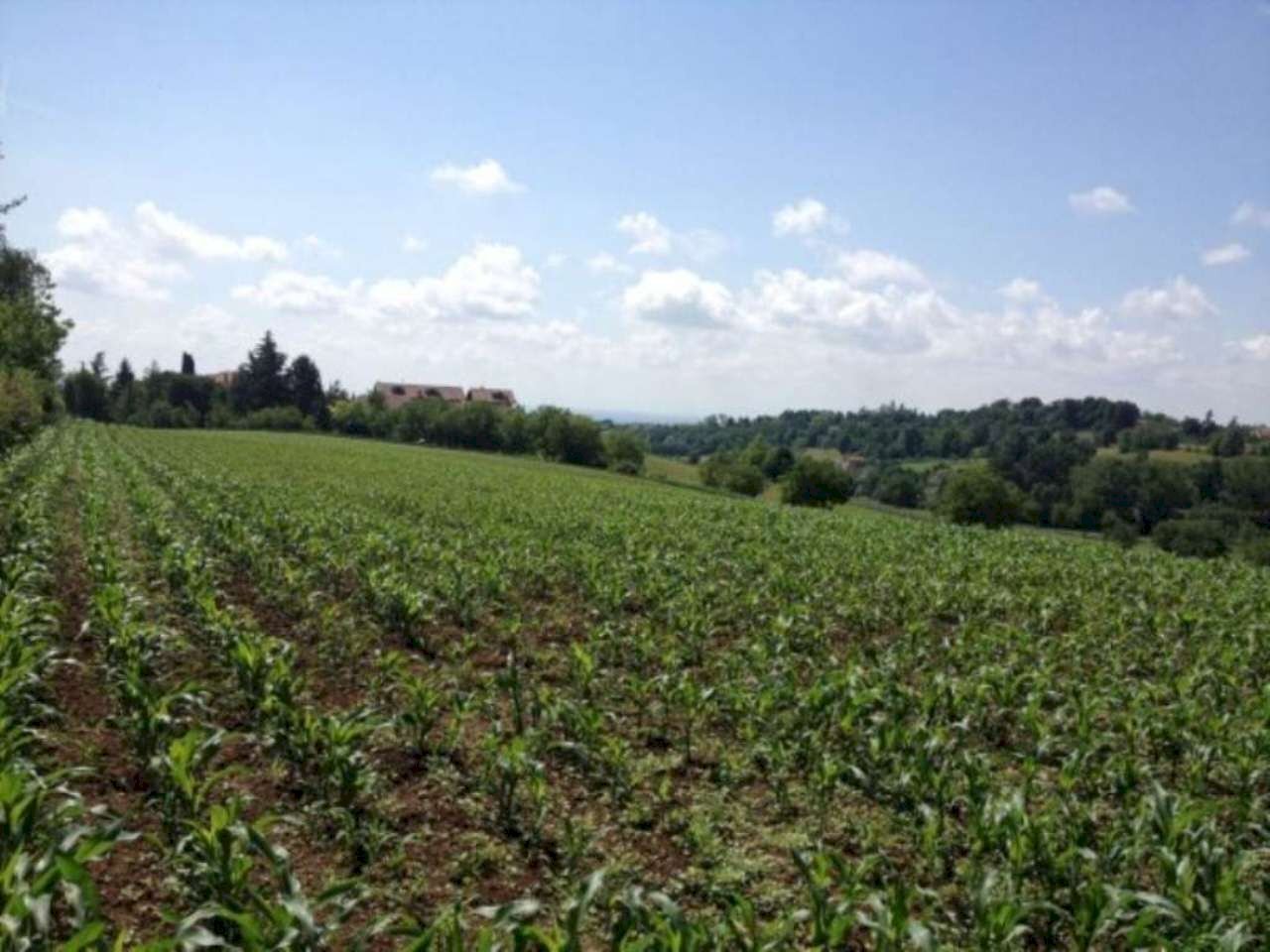 immagine annuncio 4 di 14