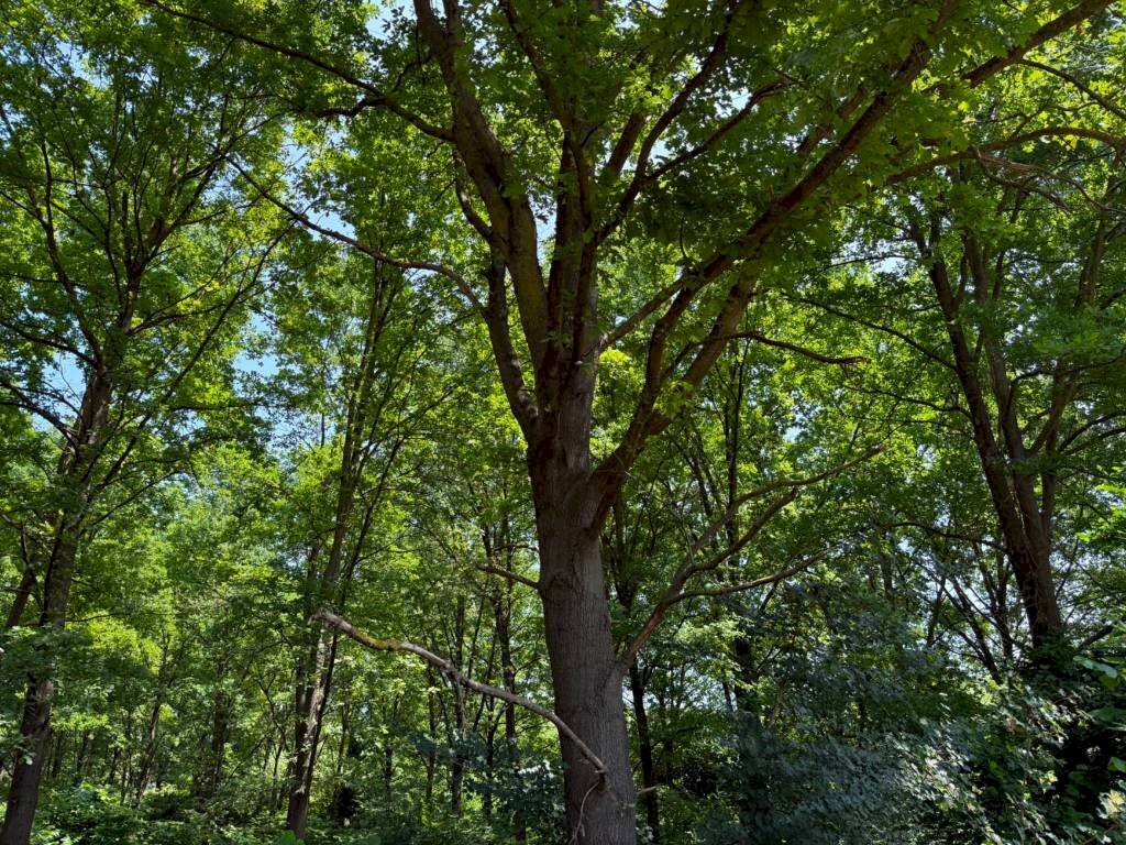 immagine annuncio 4 di 12