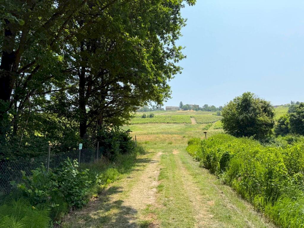 immagine annuncio 6 di 12