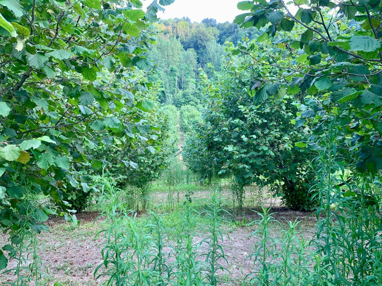 immagine annuncio 3 di 9