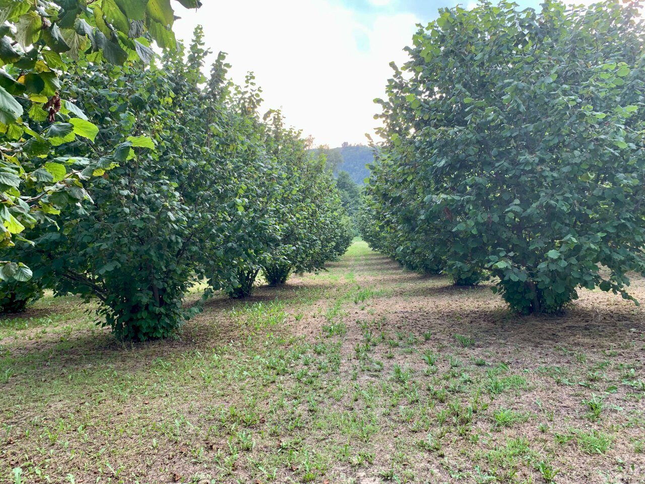 immagine annuncio 7 di 9