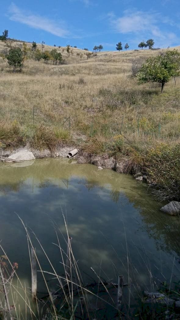 immagine annuncio 4 di 12