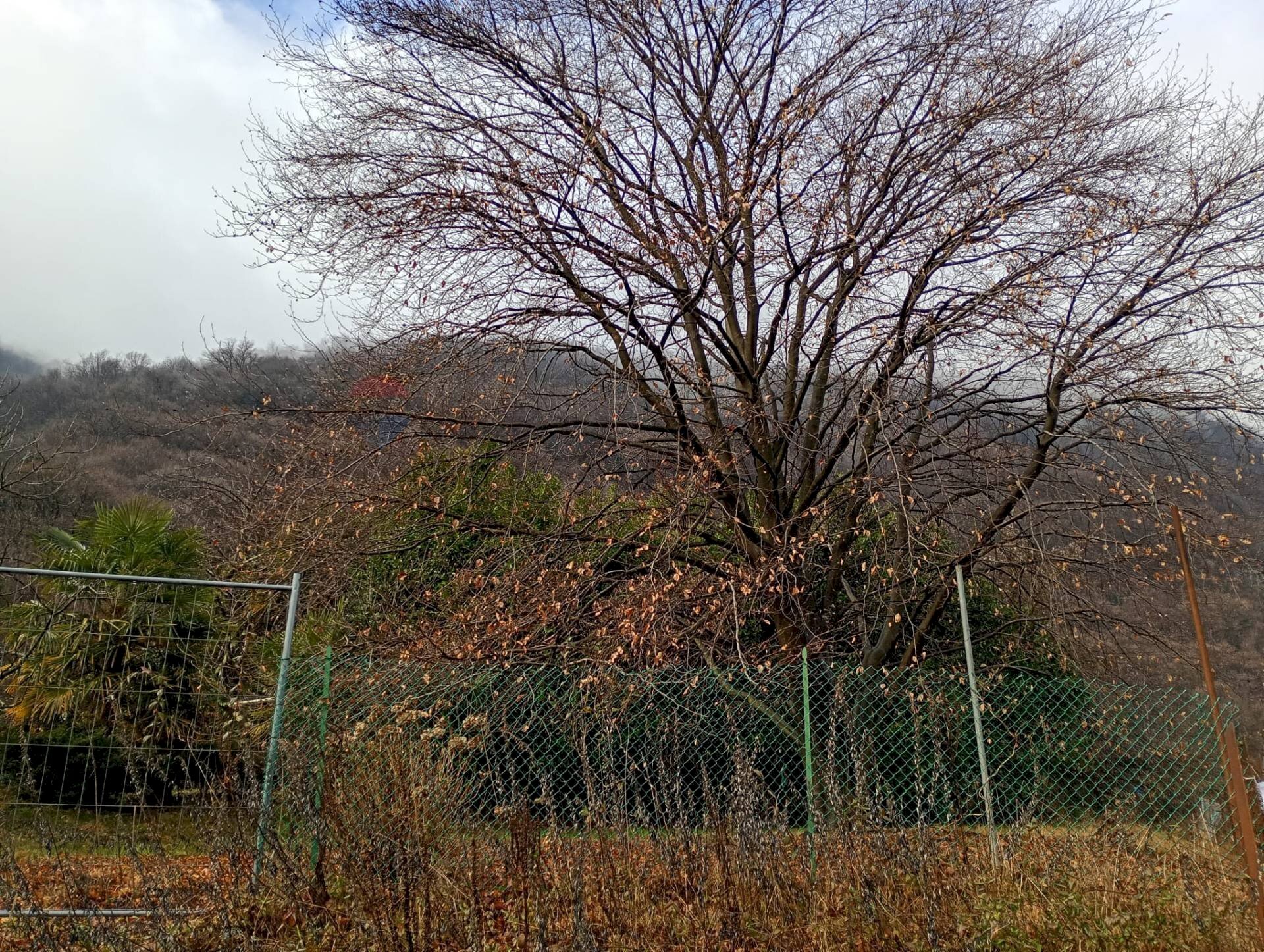 immagine annuncio 6 di 8