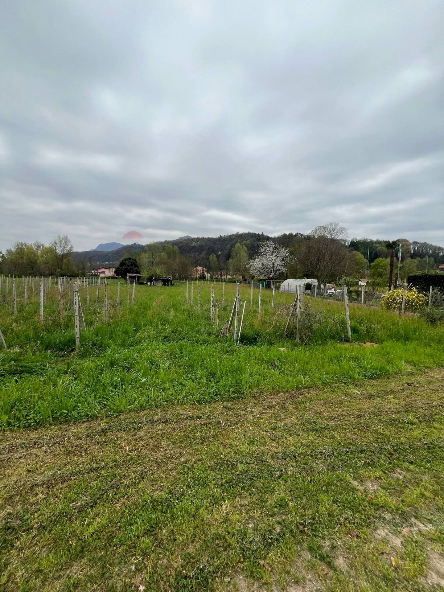 immagine annuncio 2 di 13