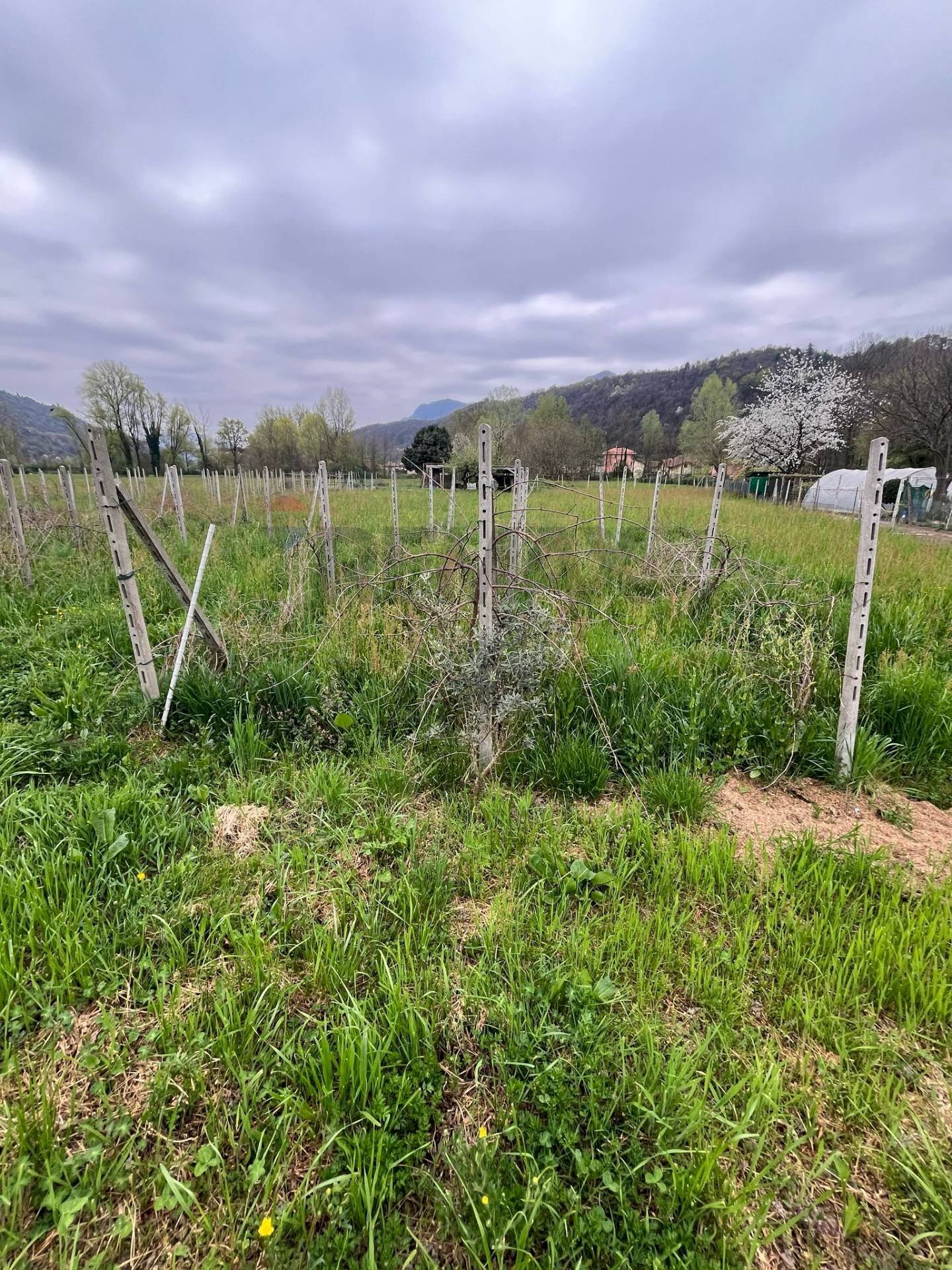 immagine annuncio 3 di 13